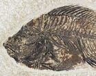 Priscacara Fossil Fish - Kemmerer, Wyoming #20823-2